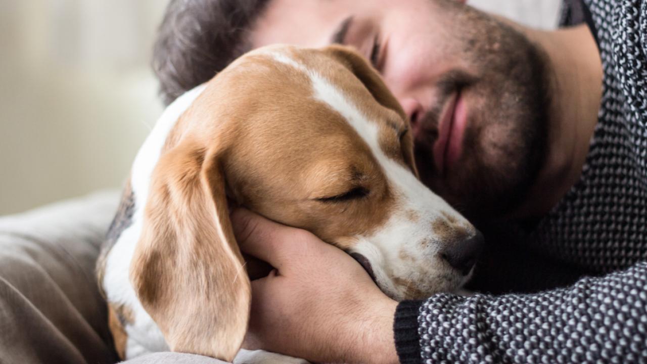 Leptospira: una bacteria que me transmite mi perro.