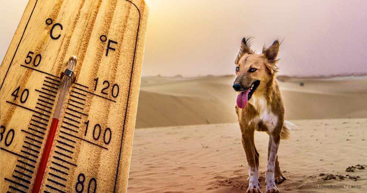 Golpe de calor: letal para tu mascota