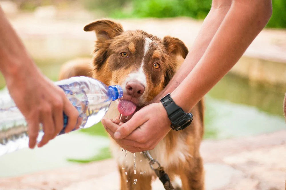 Golpe de calor: ¿Cómo evitarlo?¿Cómo reconocerlo?