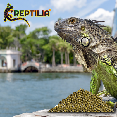ALIMENTO P/IGUANA JUVENIL