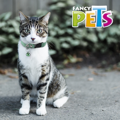 COLLAR ELASTICO C/CASCABEL P/GATO FANCY PETS