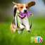 JUGUETE FLECHA C/CINTAS PLAY FANCY PETS