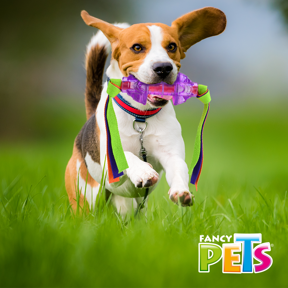 JUGUETE FLECHA C/CINTAS PLAY FANCY PETS