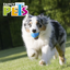 PELOTA FLASH C/SONIDO FETCH FANCY PETS