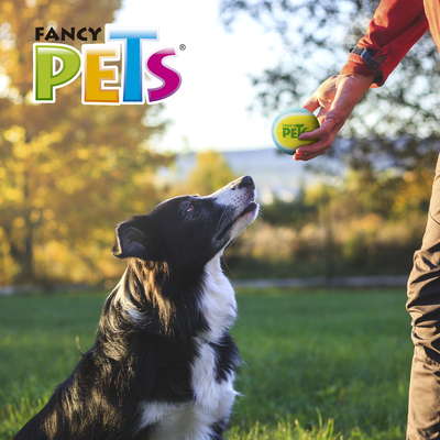 PELOTA DE TENIS MED FETCH FANCY PETS