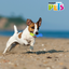 JUGUETE TRONCO CONGELABLE COOL FANCY PETS