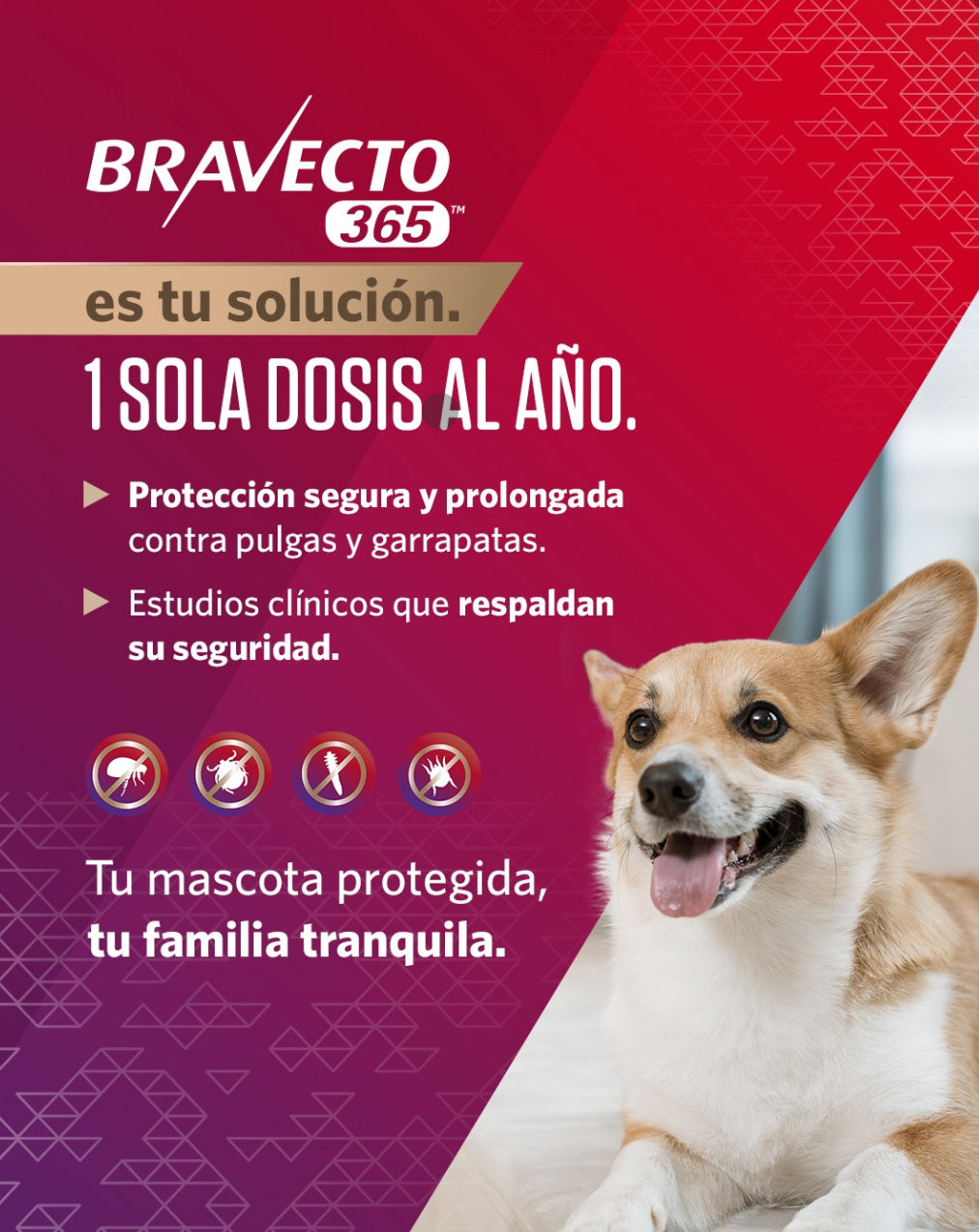 BRAVECTO 365 - MSD