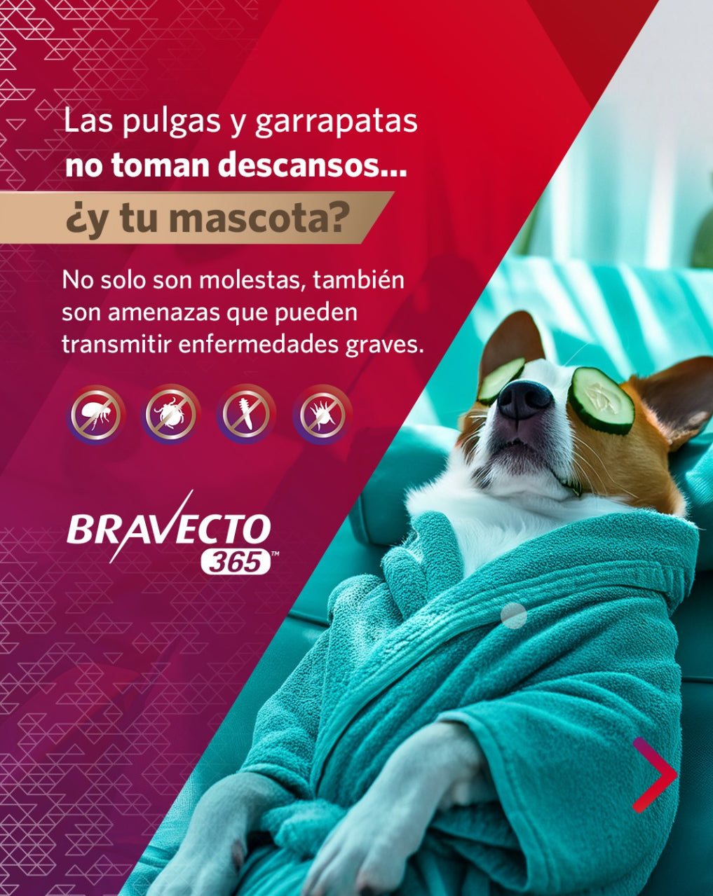 BRAVECTO 365 - MSD