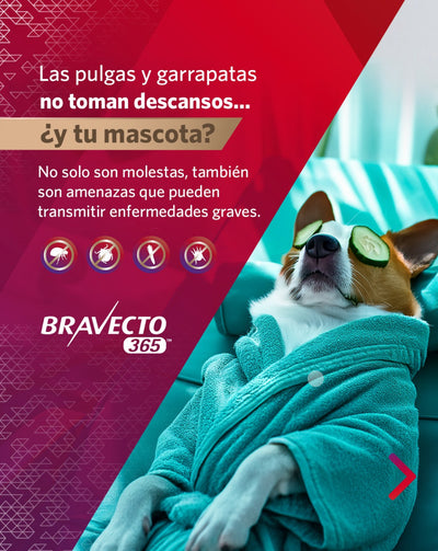 BRAVECTO 365 - MSD