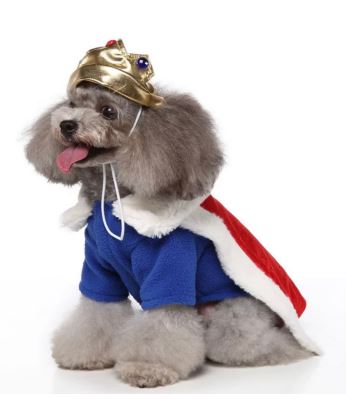 HW11 Disfraz Rey, Paw Pets