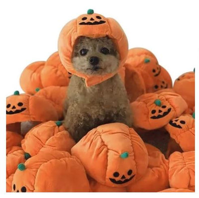 HW29 Sombrero de Calabaza, Paw Pets