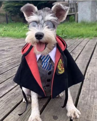 HW74 Bata Griffindor, Paw Pets