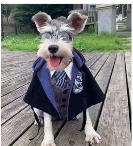 HW75 Bata Ravenclaw, Paw Pets