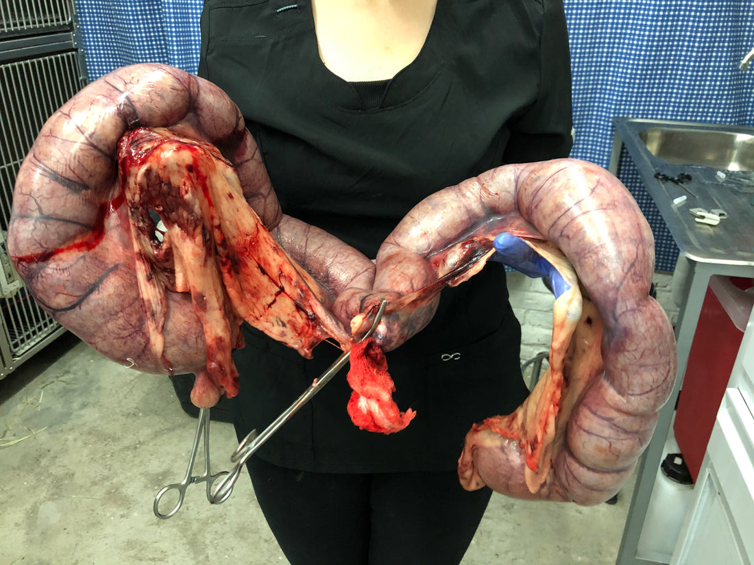 La doctora muestra la foto del útero piometroso de una canina terranova.