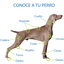 TENSOR DE DEDOS CORRECTOR DE DÉFICIT PROPIOCEPTIVO - ORTOVETS