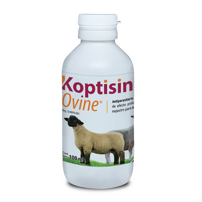 KOPTISIN OVINE - CHINOIN