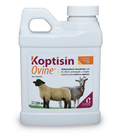 KOPTISIN OVINE - CHINOIN