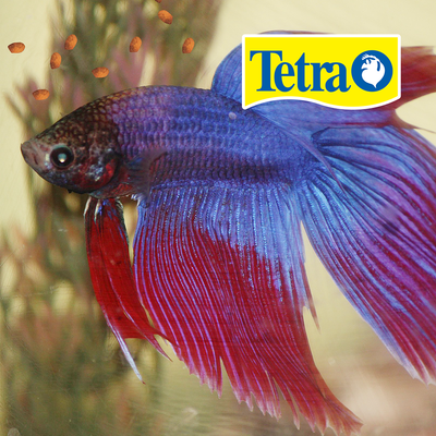 TETRABETTA FLOATING MINI PELLETS 1 OZ (29 G)