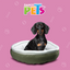 CAMA SURTIDA FANCYPETS