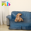 CUBRE SILLON PETROLEO 180 X 170 CM FANCYPETS