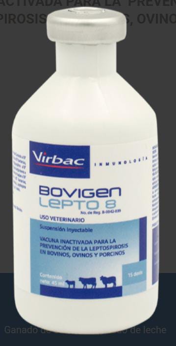 Bovigen Lepto 8