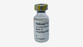 NOBIVAC L4 1 DOSIS - MSD