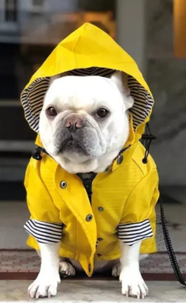 Paw Pets- Impermeable Amarillo