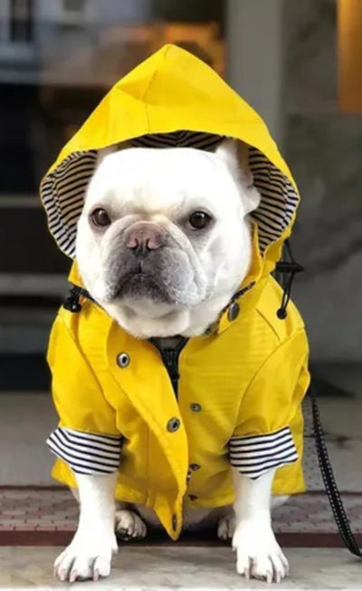Paw Pets- Impermeable Amarillo