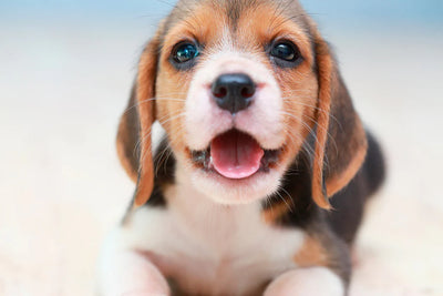 Cachorro Inicial