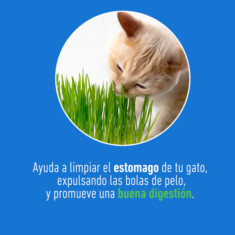 CAT GRASS - PASTO DE TRIGO PARA GATOS - UN DOS TREATS