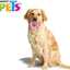 Fancy Pets Mordedera en forma de corazon con cuerda