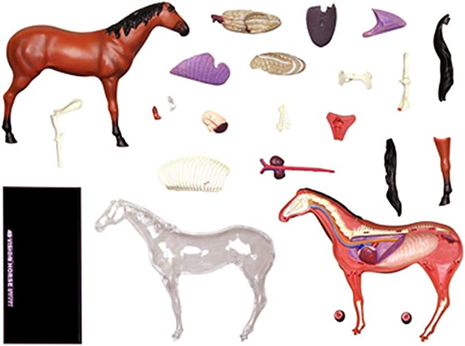 4D Modelo anatomico para armar, caballo