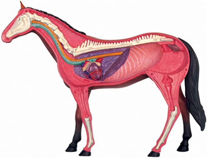 4D Modelo anatomico para armar, caballo