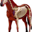 4D Modelo anatomico para armar, caballo