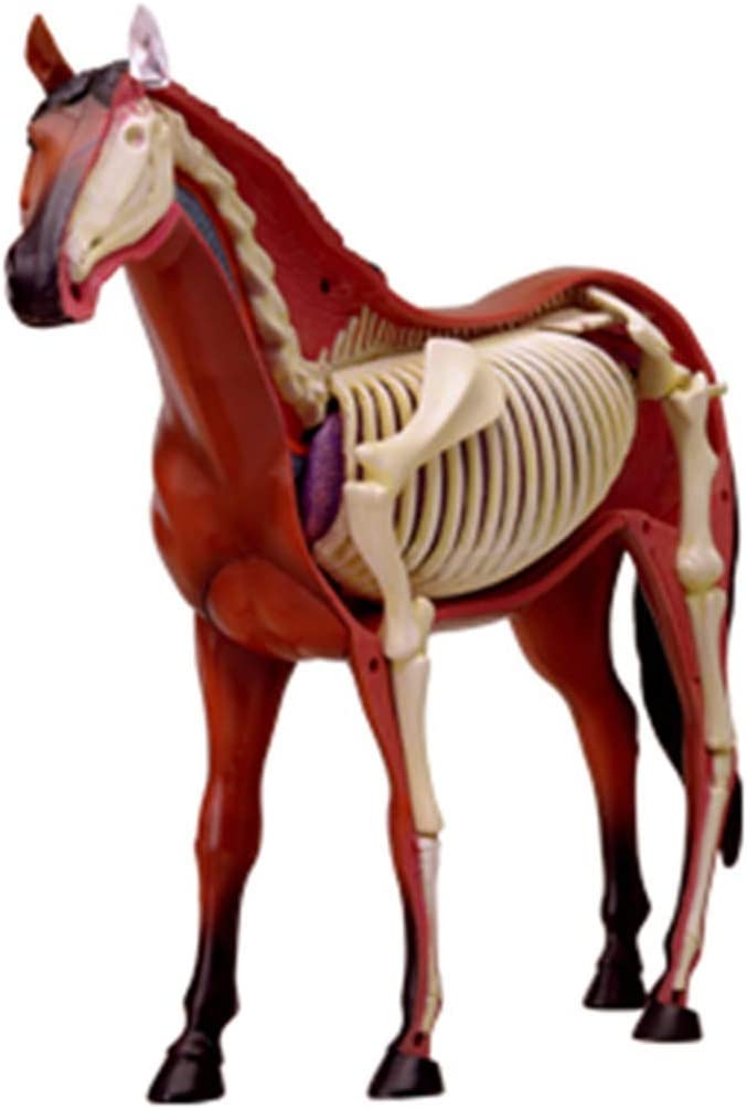 4D Modelo anatomico para armar, caballo