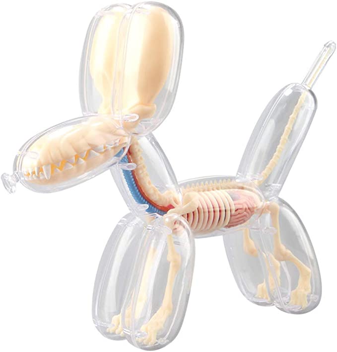 4D Modelo anatomico para armar, perro en forma de globo transparente