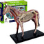 4D Modelo anatomico para armar, caballo