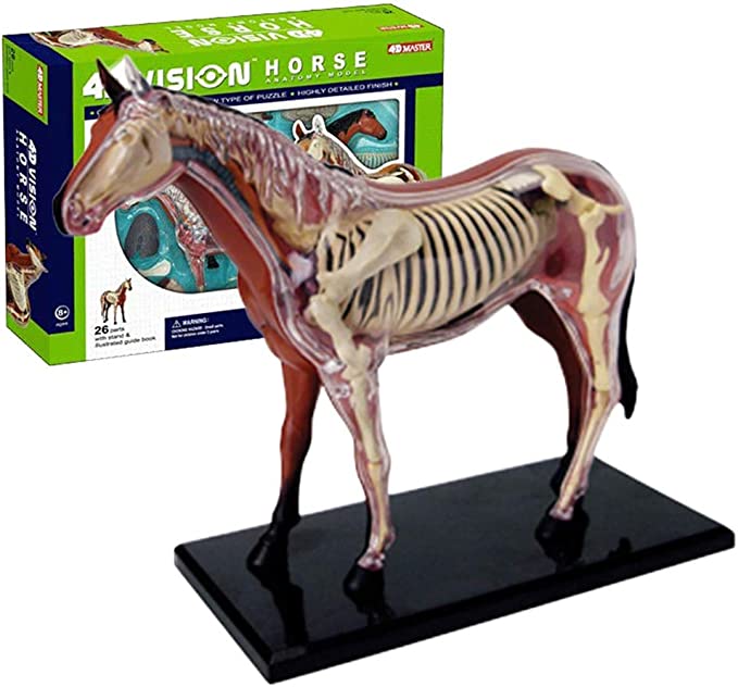 4D Modelo anatomico para armar, caballo