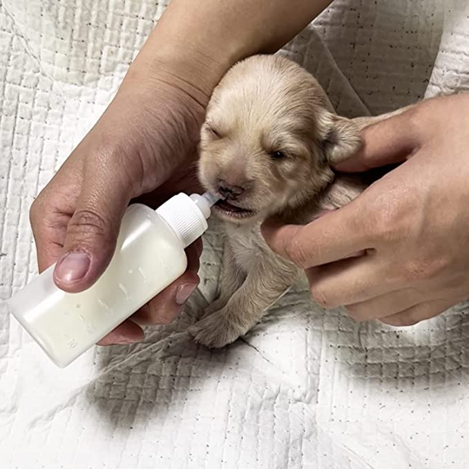 Juego de Alimentación para cachorros
