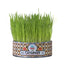 CAT GRASS - PASTO DE AVENA Y CEBADA PARA GATOS - UN DOS TREATS