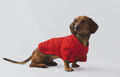 Urbandog Suéter Berry