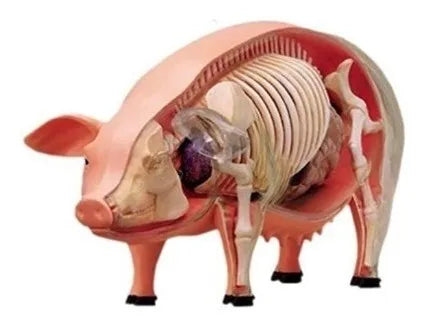 4d Modelo Anatomico Del Puerco Cerdo