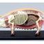 4d Modelo Anatomico Del Puerco Cerdo