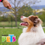 Fancy Pets Palitos de Carnaza Cruz