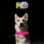 COLLAR LED REFLEJANTE FANCY PETS