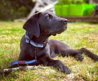 HALTI Comfort Collar Azul