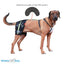 Walkin Pets Hip-EEZ Puente - accesorio para Subluxación de Cadera