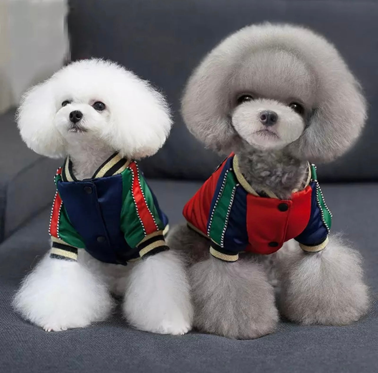 Paw Pets -  Chamara Gucci Roja