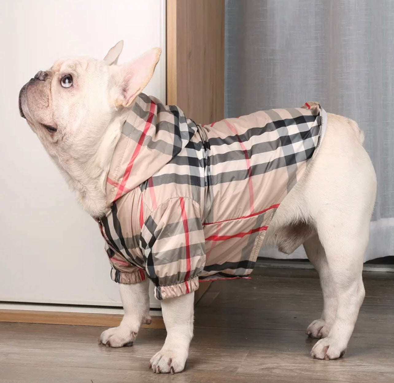 Paw Pents- Impermeable Burberry