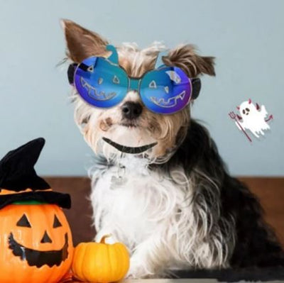 Paw Pets Lentes Halloween